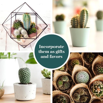 Shop Succulents Premium Live Mini Cactus Plants in Bulk 2" Pots, Easy Care Indoor or Outdoor Gardening, Terrariums, Favors, & Contemporary Spaces with Hardy, Resilient Varieties, Pack of 64