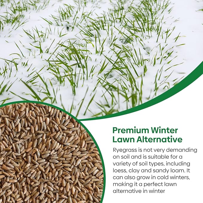 Winter Rye Seeds, 3lbs Non-GMO Cover Crop Seeds, Annual Secale Cereale to Plant for Lawn Alternative, Rye Grass Seed Grown in The USA