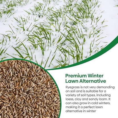 Winter Rye Seeds, 3lbs Non-GMO Cover Crop Seeds, Annual Secale Cereale to Plant for Lawn Alternative, Rye Grass Seed Grown in The USA