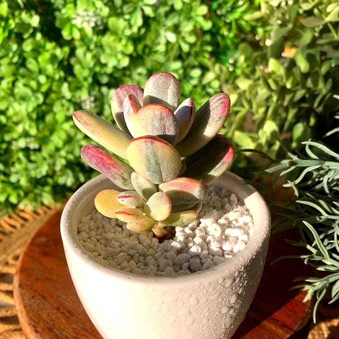FWPP Live Succulents Plants Cotyledon Orbiculata cv. Variegated 2.5 inches,Rare Succulents Bare Root Without Pot Soil, Live Plants Indoor Office Decoration Wedding and Gift