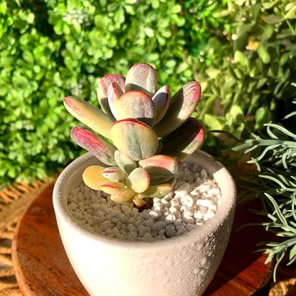 FWPP Live Succulents Plants Cotyledon Orbiculata cv. Variegated 2.5 inches,Rare Succulents Bare Root Without Pot Soil, Live Plants Indoor Office Decoration Wedding and Gift