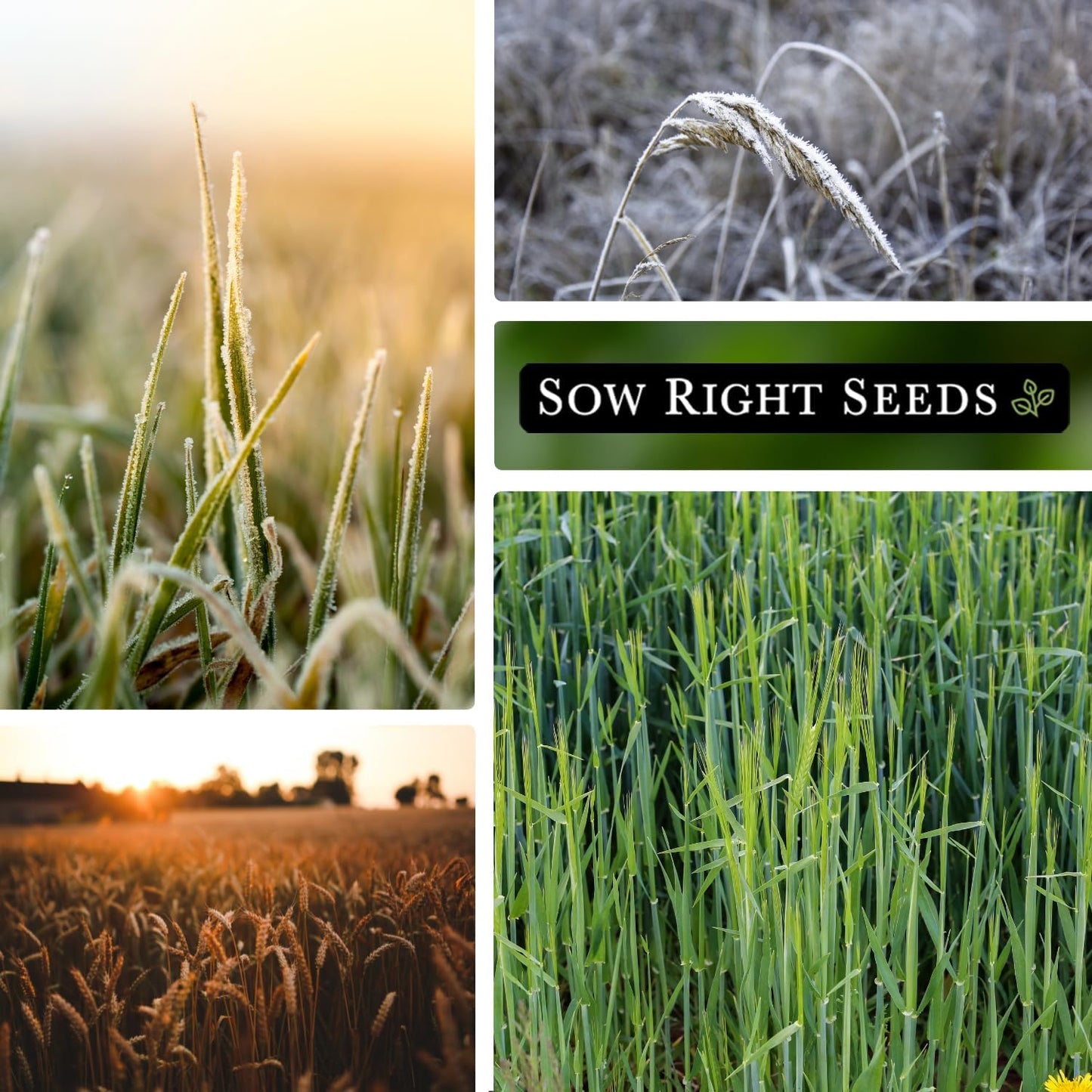 Sow Right Seeds - Winter Rye Seed for Planting - Cover Crops to Plant in Your Home Vegetable Garden - Enriches Soil and Adds Organic Matter - Helps Erosion - Non-GMO Heirloom Seeds - Gardening Gift