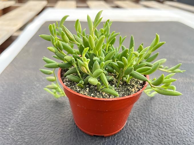 String of Bananas, Live Trailing Succulent Fully Rooted in 4" Pots with Soil Mix, Rare House Plant for Home Office Wedding Hanging Decoration, DIY Projects, Party Favor