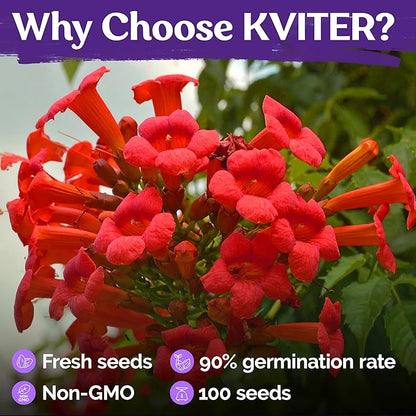 KVITER 100 Red Trumpet Vine Seeds for Planting (Campsis Radicans) – Trumpet Creeper, Organic & Heirloom Hummingbird Vine – Perennial Flower Seeds to Plant Outside – Fences, Trellises & Outdoor Garden