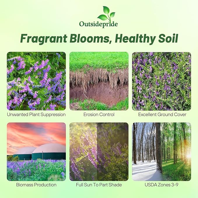 Outsidepride Hairy Vetch Cover Crop Seeds - 5 Lbs Cold Tolerant, Winter Hardy - Ideal for Soil Improvement, Green Pasture, Hay & Livestock Forage - Pollinator Friendly Garden Seeds, Ground Cover