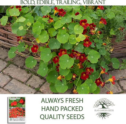 Empress of India Nasturtium Seeds (Tropaeolum nanum) – 50+ Heirloom Non-GMO Seeds by Isla’s Garden Seeds, Deep Crimson Blooms & Dark Green Foliage, Edible Flowers, Perfect for Gardens & Containers