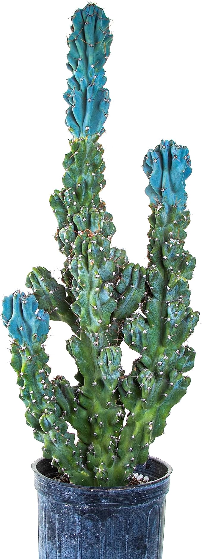 Cactus Outlet - Curiosity Cactus Plants Live, Live Plants Indoor & Outdoor Use, Live Cactus, 36”+ - Rare Large Live Cactus - Landscape Ready Large Cactus Plant Live Delivered Right to Your Door