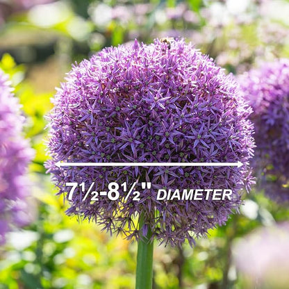Garden State Bulb Globemaster Giant Allium Flower Bulbs, 20/22cm, Fall Planting (Bag of 30)