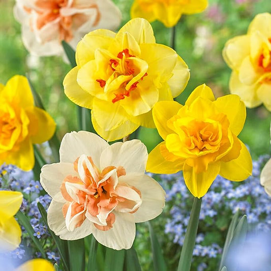 Garden State Bulb Double Mixed Daffodil Flower Bulbs, 14/16cm, Fall Planting (Bag of 100)