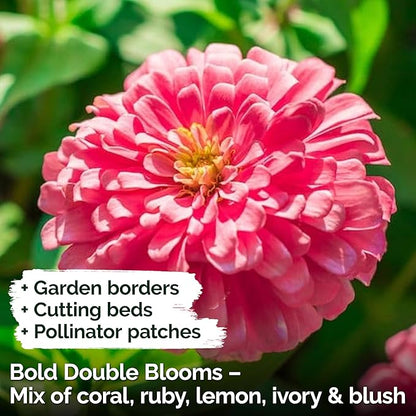 KVITER 550 Crazy Blend Zinnia Seeds for 2025 (Zinnia Elegans) – Double Zinnia Seed Mix, Heirloom Pollinator Magnet – Ideal Flower Seeds for Planting in Cutting Garden, Borders, Containers
