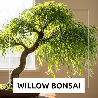 All by Grace Willow Bonsai Tree - Thick Trunk Cutting, Fast Growing