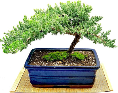 Live Dwarf Juniper Bonsai Tree 12+ Years Old with Bamboo mat| Juniper or Jade Bonsai Tree | Indoor/Outdoor | 100% Handcrafted| Home and Office Décor | Best Gift for Holiday (style3)