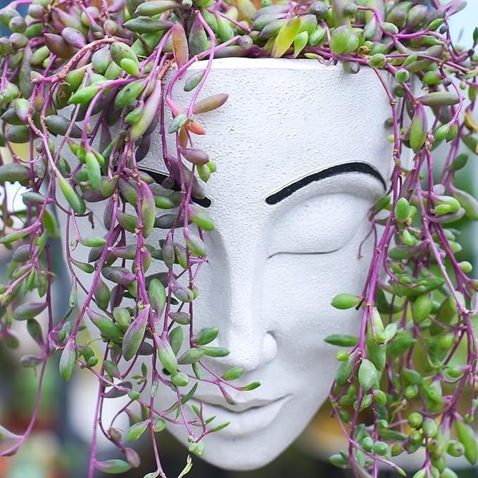 4" Ruby Necklace | Othonna capensis L.H.Bailey, Live Succulent Fully Rooted in Pots, Purple Hanging Trailing House Plant for Home Office Wedding Decoration DIY Project Party Favor