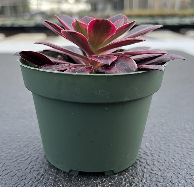 Sprout N Green Aeonium 'White Wedding Dress', Live Rare Succulent Potted 4" Planter, Real House Plant for Party Favors Home Indoor Outdoor Garden Wedding Decoration DIY Projects