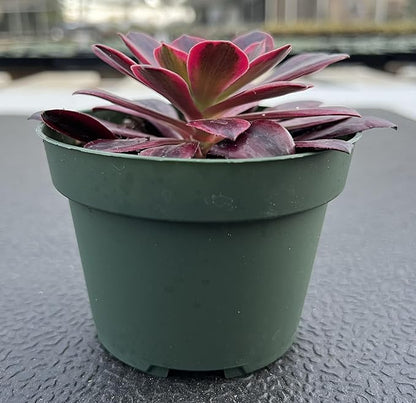 Sprout N Green Aeonium 'White Wedding Dress', Live Rare Succulent Potted 4" Planter, Real House Plant for Party Favors Home Indoor Outdoor Garden Wedding Decoration DIY Projects