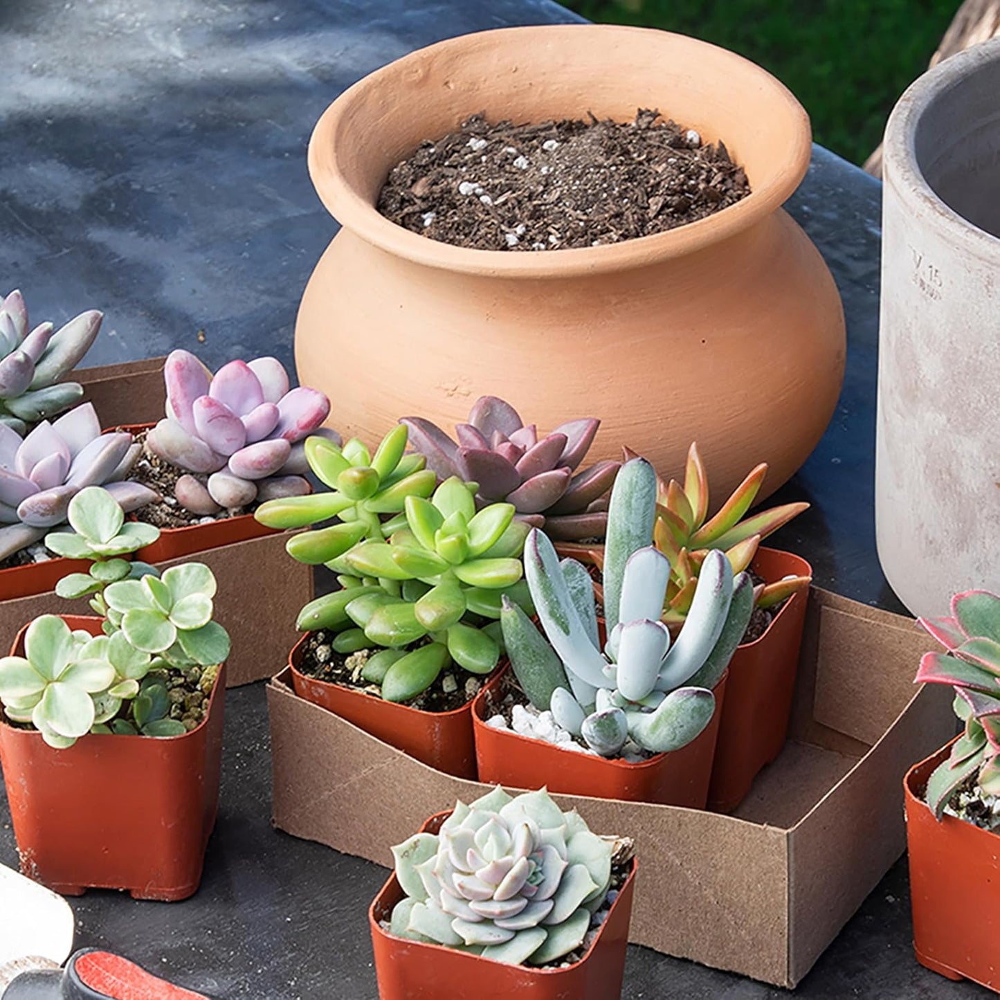 Altman Plants, Live Succulent Plants (20 Pack) Assorted Potted Succulents Plants Live House Plants in Cacti and Succulent Soil Mix, Cactus Plants Live Indoor Plants Live Houseplants in Planter Pots