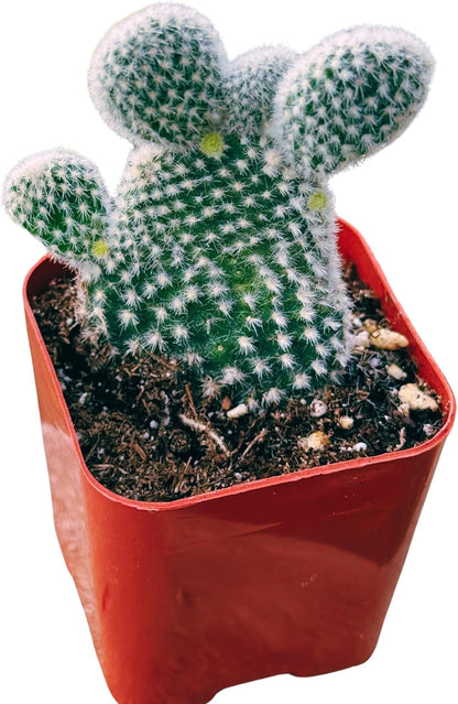 Succulents Plants Live 2inch Live Mini Succulent Plants, Easy Care House Plants Rooted in Succulent Soil Mix, by The Succulent Cult (Bunny Ear Cactus, 2 Inch)