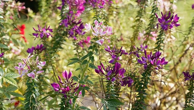 Spider Flower Seeds (Cleome hassleriana) 1000 Seeds (2 Grams)
