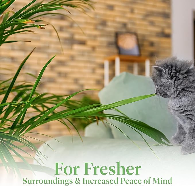 American Plant Exchange Live Areca Palm – 6-Inch Pot – Tropical Houseplant with Feathery Green Fronds, Pet-Friendly Easy Care Indoor Plant for Homes, Offices, Apartments & Decorative Spaces