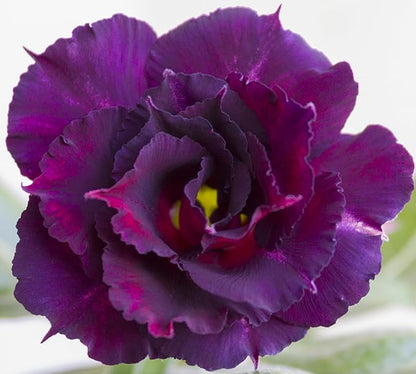 20 Desert Rose Seeds for Planting Mixed Color Ready to Grow Adenium Obesum Seeds Exotic Succulent Colorful Bonsai Plant Tropical Rose Flower Planting Non-GMO Heirloom