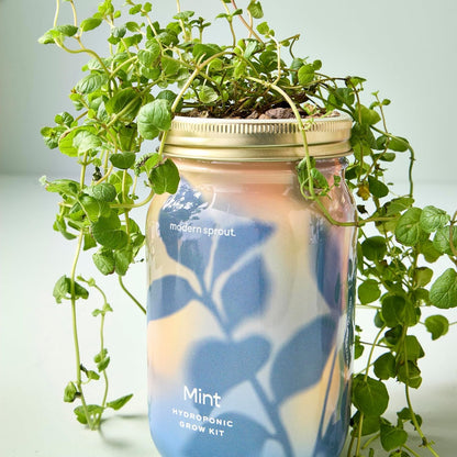 Modern Sprout Garden Jar Gift Pack - Self-Watering Hydroponics Growing System Kit with Organic Herb Seeds - Seed Starter Kit for Indoor Herb Garden - Home Decor & Gifting - Basil, Parsley & Mint