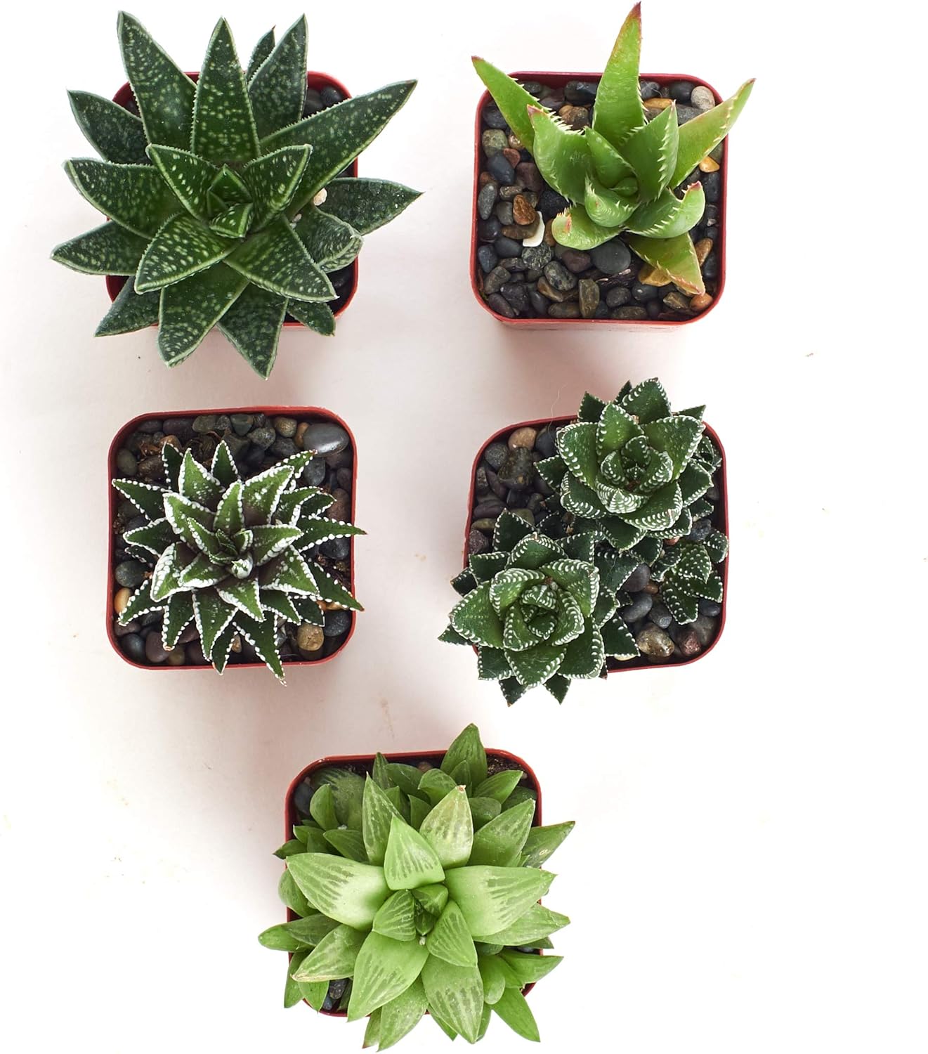 Shop Succulents | Alluring Collection of Live, Hand Selected Variety Pack of Mini 5 Different Aloe Plants in 2" Grower Pots, Easy to Grow and Hard to Kill