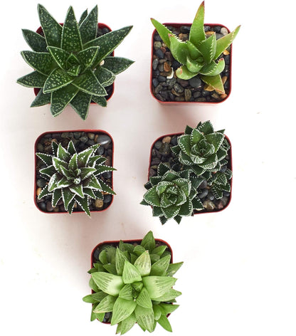 Shop Succulents | Alluring Collection of Live, Hand Selected Variety Pack of Mini 5 Different Aloe Plants in 2" Grower Pots, Easy to Grow and Hard to Kill