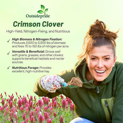 Outsidepride Crimson Clover Seeds - 1/4 lbs. Annual, Nitrocoated, & Inoculated Ground Cover Seeds, Ideal Clover Seed for Lawn, Cover Crop, Pasture, Hay, Green Manure & Wildlife Forage