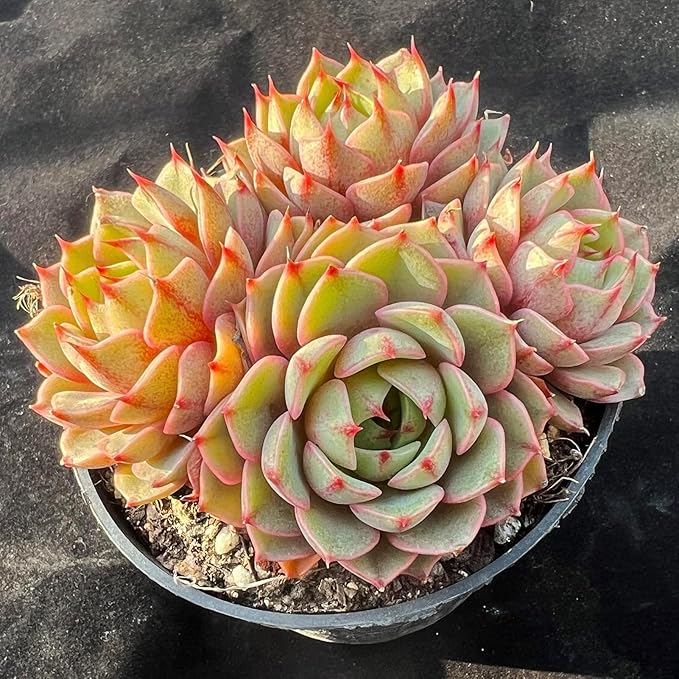 Echeveria Ben Badis Rare Live Succulent Plants, Orange 3-4 Heads 3.5" Live Plant, Package Without Pot & Soil, Garden Indoor Office Desk, Wedding Party Baby Shower Decoration, Friend Plant Lovers Gifts