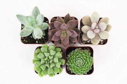 Shop Succulents Rosette Succulent Plant Pack Collection - Live Mini Succulent Plants, Low Maintenance, Floral Shaped Mix of Colors & Textures - Wedding and Party Favors, Gift & Garden, Pack of 5
