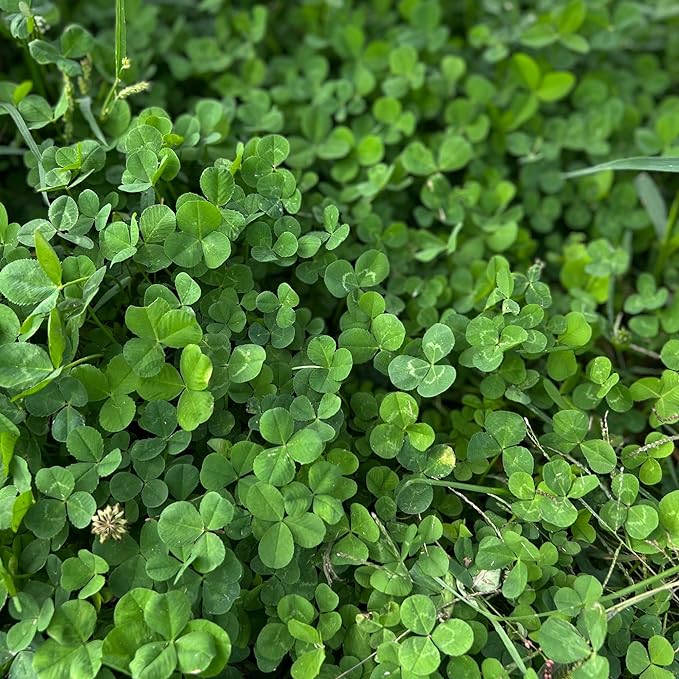 Micro Clover Seed for Lawn - 4 Oz - ~100,000 Microclover Seeds for Planting - Drought-Tolerant Mini Grass Alternative by Mountain Valley Seed Company