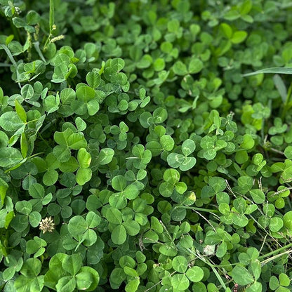 Micro Clover Seed for Lawn - 4 Oz - ~100,000 Microclover Seeds for Planting - Drought-Tolerant Mini Grass Alternative by Mountain Valley Seed Company