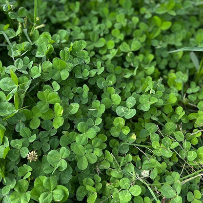 Micro Clover Seed for Lawn - 1 Oz - ~25,000 Microclover Seeds for Planting - Drought-Tolerant Mini Grass Alternative by Mountain Valley Seed Company