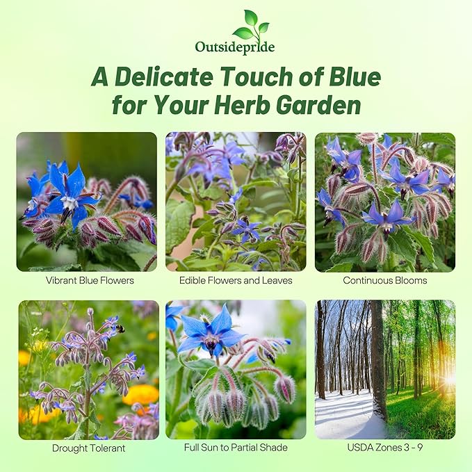Outsidepride Blue Borage Seeds for Planting – 1/4 lb. Annual, Drought-Tolerant Herb Seeds with Star-Shaped Blooms, Attracts Bees for Pollinator Gardens, Summer Teas, Decoration & Culinary Use