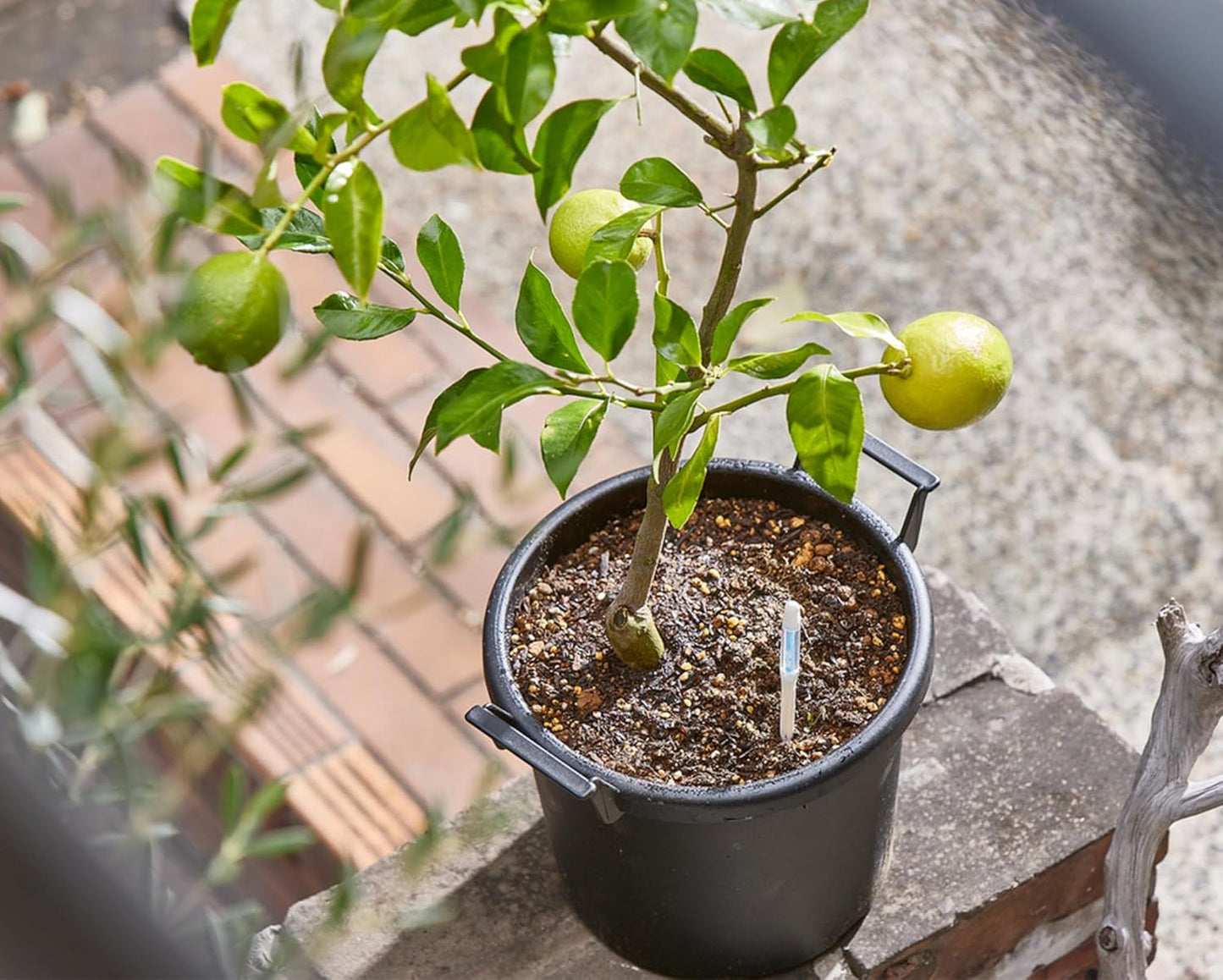 Sustee Aquameter - Medium - Black - Bundle of 12 - Leave-in Soil Moisture Meter for Potted Plants - Plant Water Sensor - Refillable