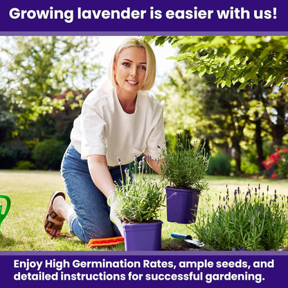 NatureZ Edge 7500 English Lavender Seeds for Planting Outdoors or Indoors, 90% Germination, to Give You The Lavender Plant You Need, Non-GMO, Heirloom Herb Seeds (5 Pack)