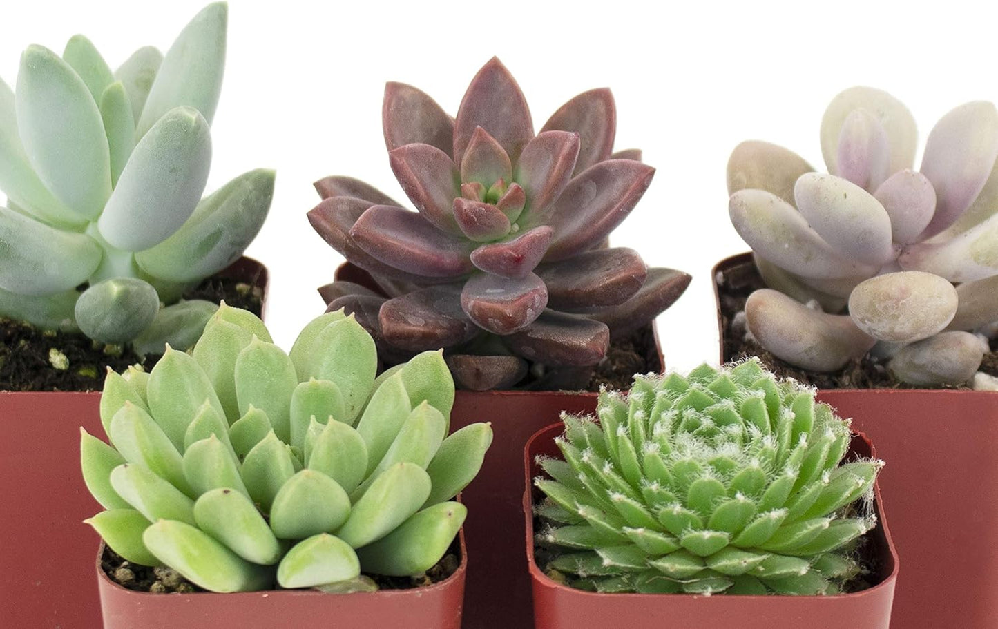Shop Succulents Rosette Succulent Plant Pack Collection - Live Mini Succulent Plants, Low Maintenance, Floral Shaped Mix of Colors & Textures - Wedding and Party Favors, Gift & Garden, Pack of 5