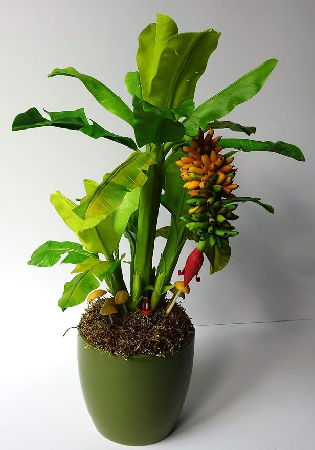 Seeds Ornamental Banana Tree Indoor Dwarf Perennial Flowers Non GMO