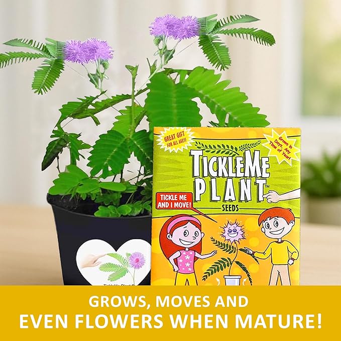 TickleMe Plant Seeds for Indoor Planting (2-Pack) – Interactive Party Favor | Leaves Close When Touched, Reopen in Minutes – Easy Indoor House Plant Seeds, Can Flower, Includes 10 Fun Activities