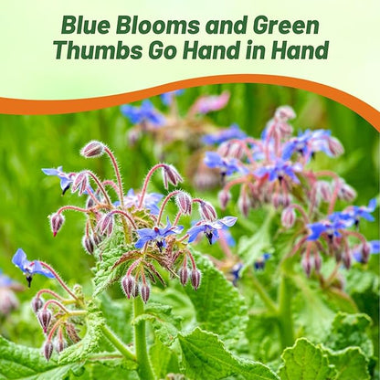 Outsidepride Blue Borage Seeds for Planting – 1 oz. Annual, Drought-Tolerant Herb Seeds with Star-Shaped Blooms, Attracts Bees for Pollinator Gardens, Summer Teas, Decoration & Culinary Use