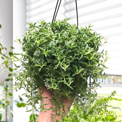 Live Succulents String of Dolphins (4-inch), Succulent Plants Fully Rooted in Pots with Soil, Easy-Care House Plant for DIY, Home Office Decor, Wedding Party Favor