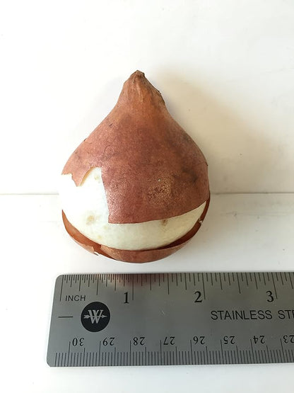 Darwin Hybrid Tulip Mix Flower Bulbs - 25 Bulbs per Pack - Good as Cut Flowers - Perennializing - Easy to Grow Live Plants - Outdoor Garden