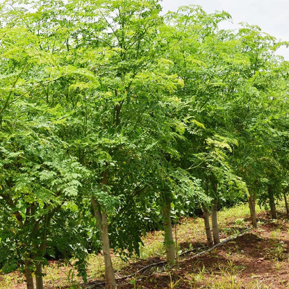 Rare Moringa Seeds - 30 Seeds for Planting | Non-GMO, Heirloom, Fast-Growing Drumstick Tree Seeds | Rich in Nutrients, Easy to Grow Indoors & Outdoors