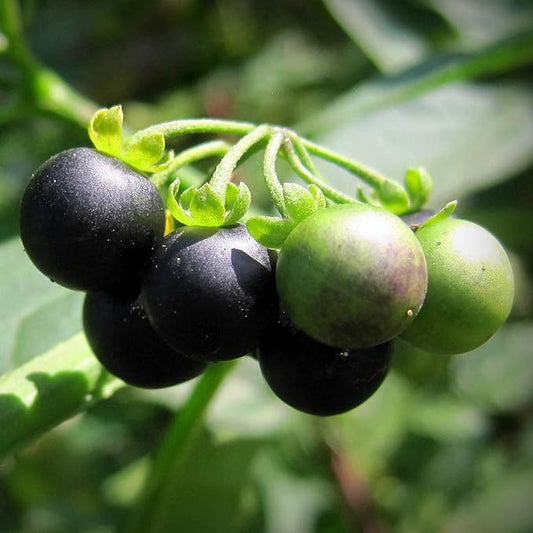 KVITER 50 Black Nightshade Hierba Mora Seeds (Solanum Nigrum) - Nightshade Seed, Heirloom Seed Non GMO Organic - Ideal for Herb Garden, Borders or Edges