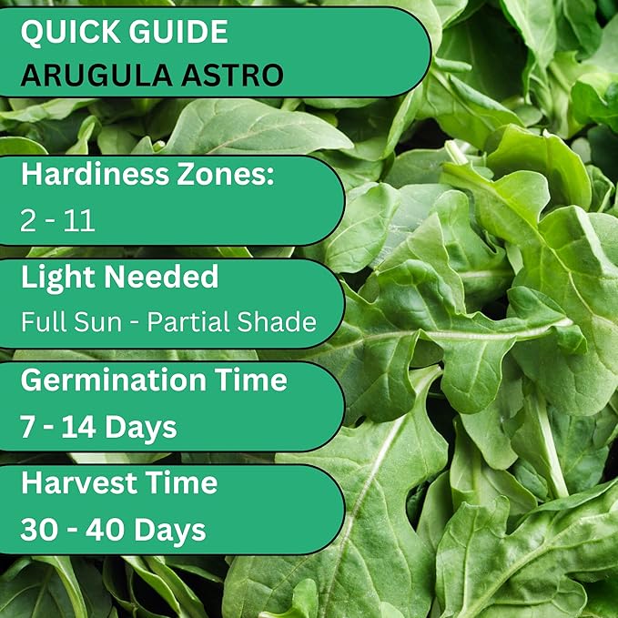 Woods Creek Seeds: Arugula Astro Seeds for Planting - Over 1,300 Heirloom, Non-GMO Arugula Seeds for Planting - Fast-Growing Astro Seed Pack for Gardening Indoors or Outdoors - Ideal for Green Salad