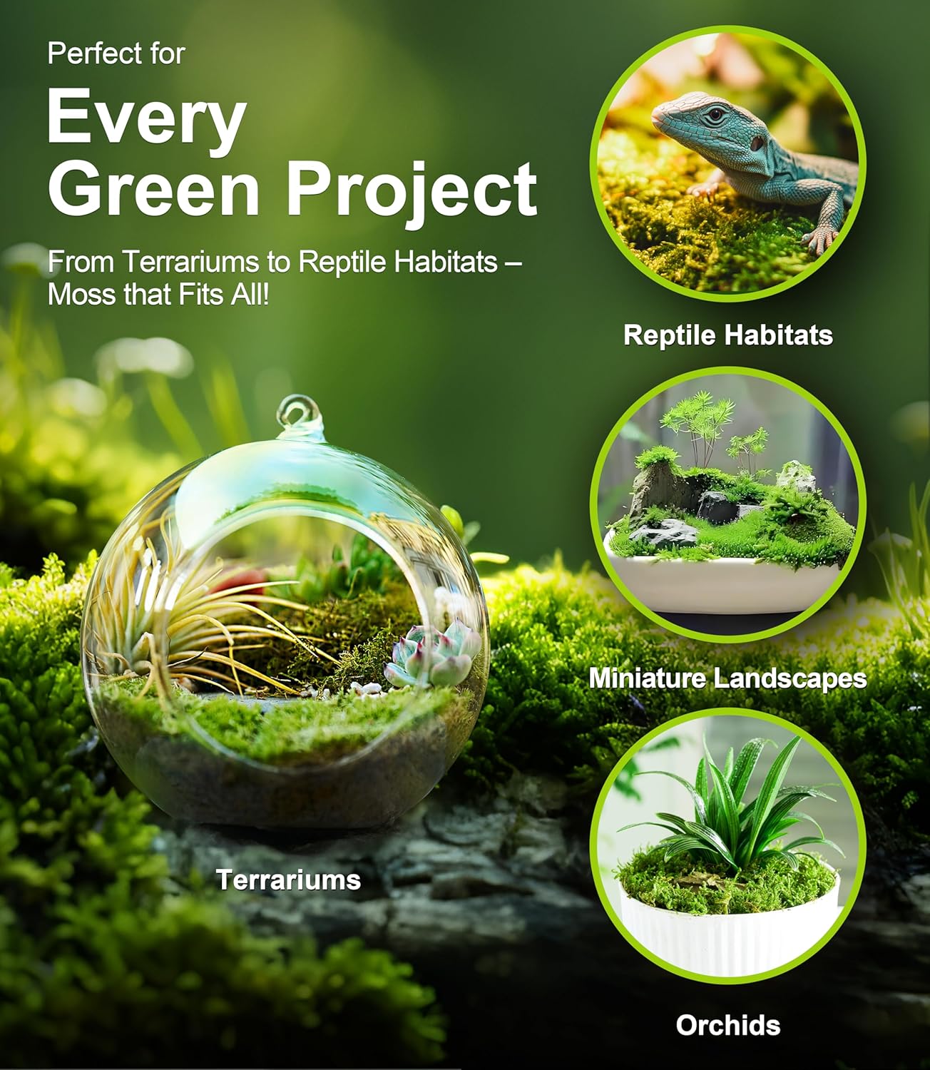 Lucky Plant Fresh Live Moss Variety Pack - Ideal for DIY Terrariums, Miniature Bonsai, Potted Plants, Reptiles, Succulents, (A Whole Piece of 8" x8" Fresh Hypnum Moss)