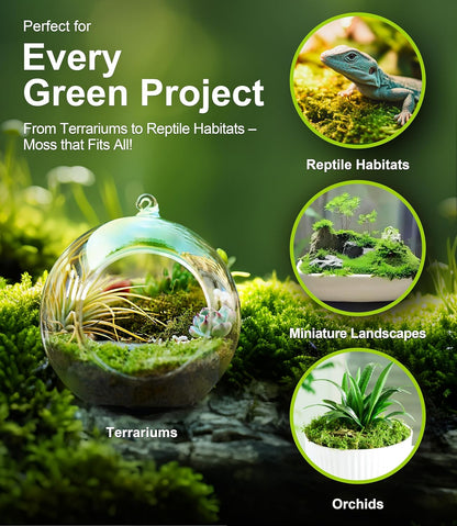 Lucky Plant Fresh Live Moss Variety Pack - Ideal for DIY Terrariums, Miniature Bonsai, Potted Plants, Reptiles, Succulents, (A Whole Piece of 8" x8" Fresh Hypnum Moss)