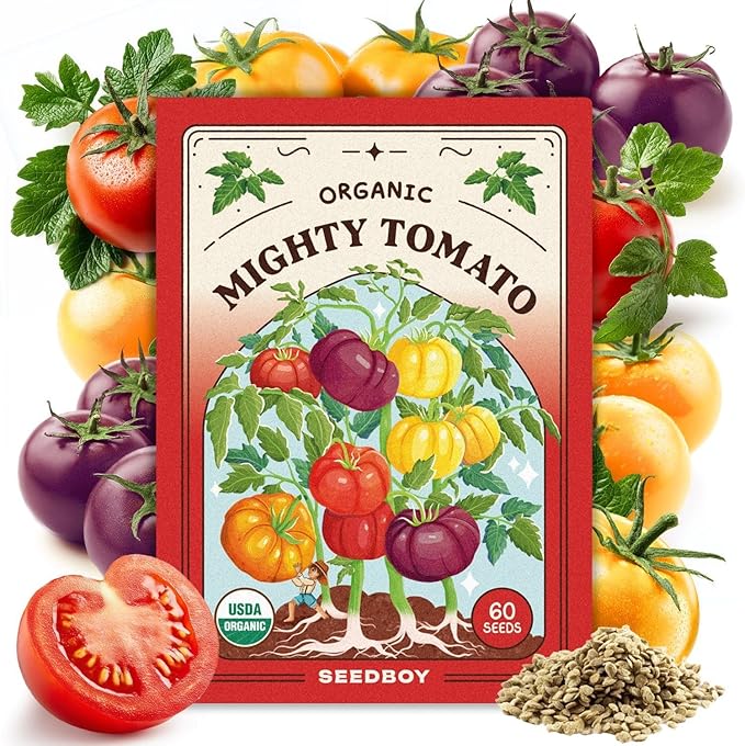 Seedboy Organic Rainbow Beefsteak Tomato Seeds for Planting Indoor and Outdoor, Non-GMO and USDA Certified Vegetable Seed Packet for Hydroponic Garden Indoor or Planting Outdoors (Beefsteak Tomato)