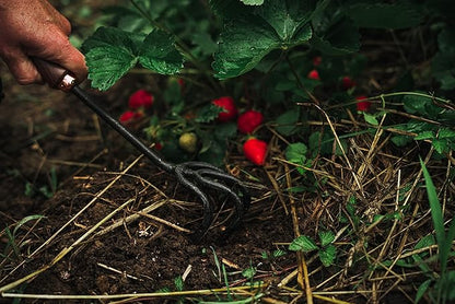 Barebones Cultivator - Weed Remover Tool - Garden Rake and Weeding Tool for Yard Work - Stainless Steel Cultivator for Raking Soil (Walnut/Black)