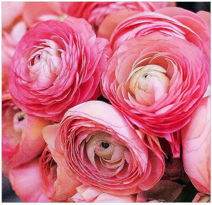 French Peony Mixed Ranunculus - 12 Largest Size Corms, Premium Ranunculus Bulbs, Vibrant Multicolor Blooms, Ideal for Garden Beds, Perfect for Spring Planting, Stunning Peony-Like Flowers